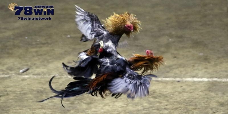 Bạn có thể dễ dàng xem trực tiếp các trận đá gà ở Campuchia
