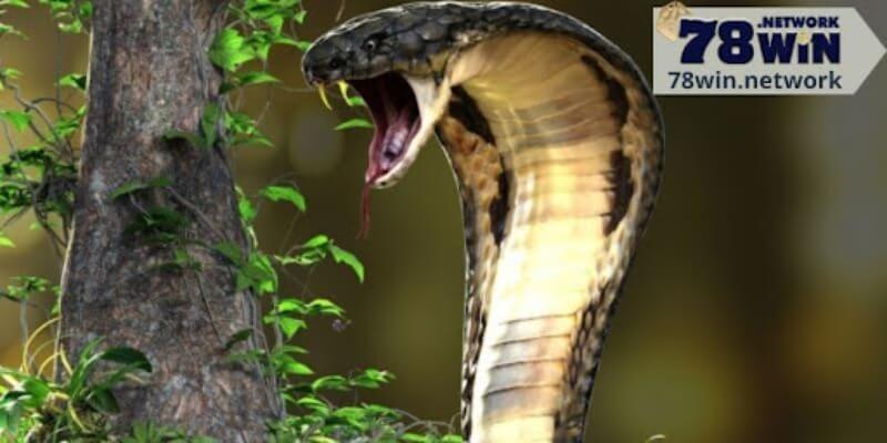 Giải mã giấc mơ thấy rắn đuổi đánh con lô nào? Giải mã giấc mơ thấy rắn đuổi đánh con lô nào?