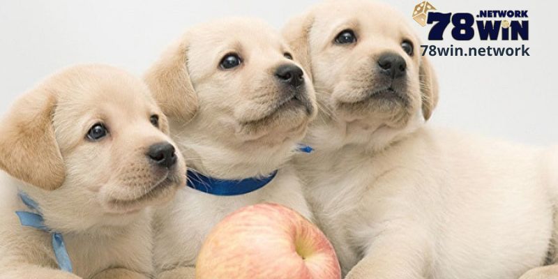 Mộng mơ thấy chó đẻ nhiều con liên quan đến con số nào?