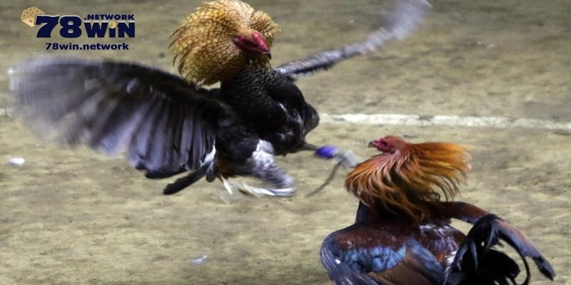 Bạn cần biết kinh nghiệm cá cược trong các trận đá gà cựa dao