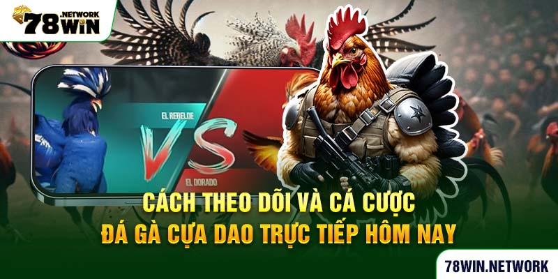 Cách theo dõi và cá cược đá gà cựa dao trực tiếp hôm nay