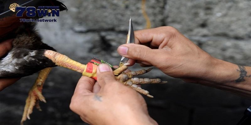 Hình thức đá gà có gắn cựa dao đang rất phổ biến